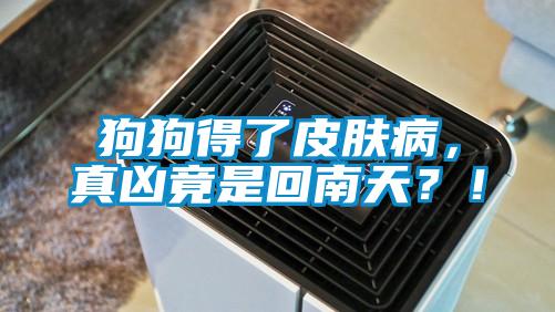 狗狗得了皮膚病，真兇竟是回南天？！